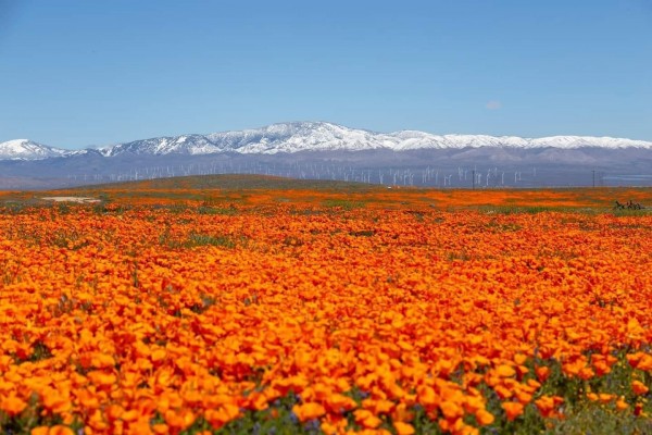 Superbloom Superbloom