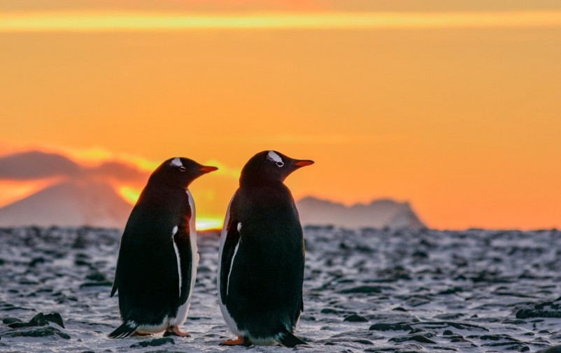 From Polar Landscapes to Roaming with Penguins, Discover the Wondrous Antarctic