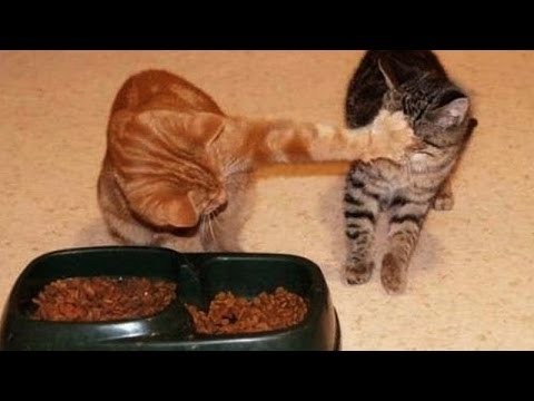 Animals Stealing Food (21 pics)