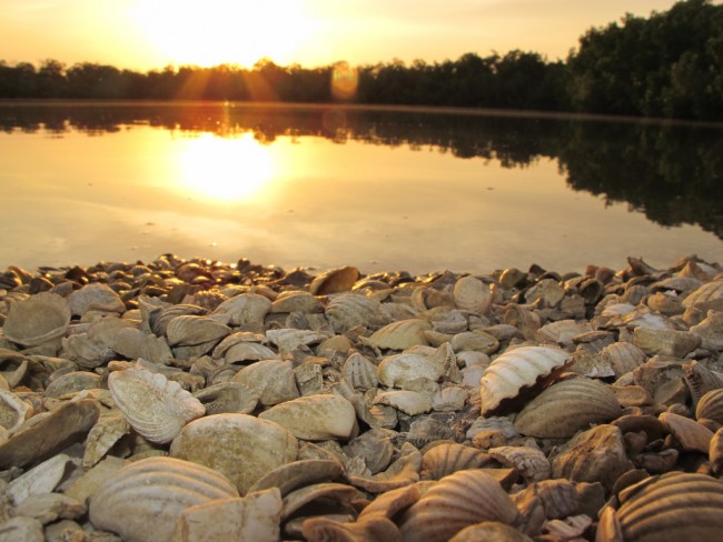 Saloum Delta National Park: nature at its finest (PHOTOS) | BOOMSbeat