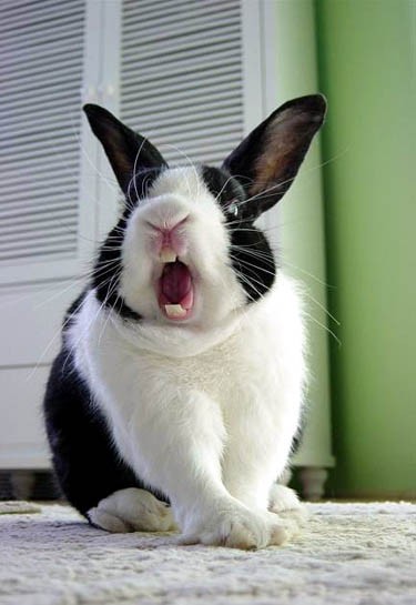 Hilarious photos of funny rabbit faces (PHOTOS) | BOOMSbeat