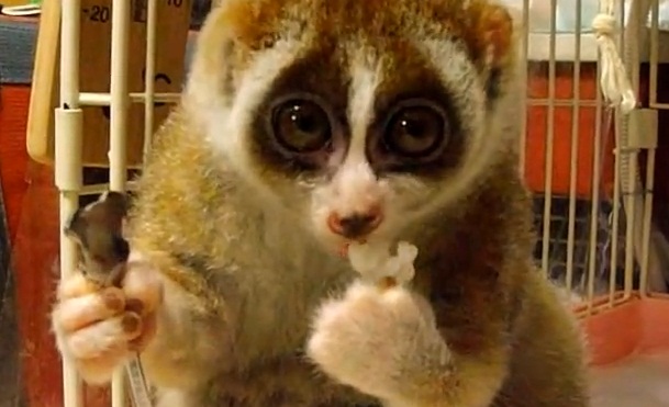 Adorable Slow Loris Eating A Rice Ball VIDEO BOOMSbeat