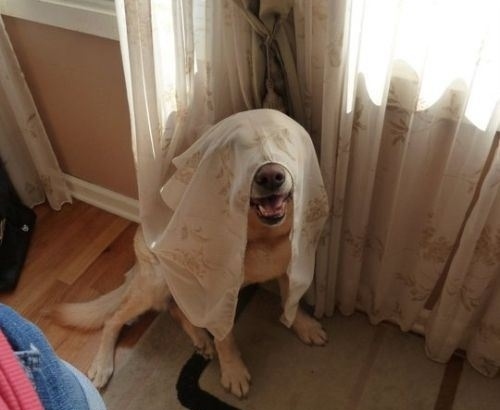 Hilarious photos of dogs hiding! : Funny : BOOMSbeat