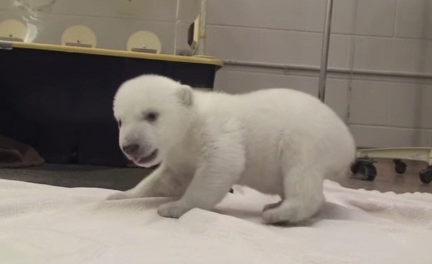Polar Bear Cub Takes His First Steps Video Boomsbeat