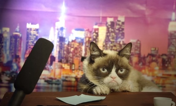 Grumpy cat wants to take over David Letterman's job (VIDEO ...