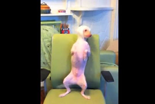 Hairless dog dances to the hit song “Happy”! (VIDEO) | BOOMSbeat