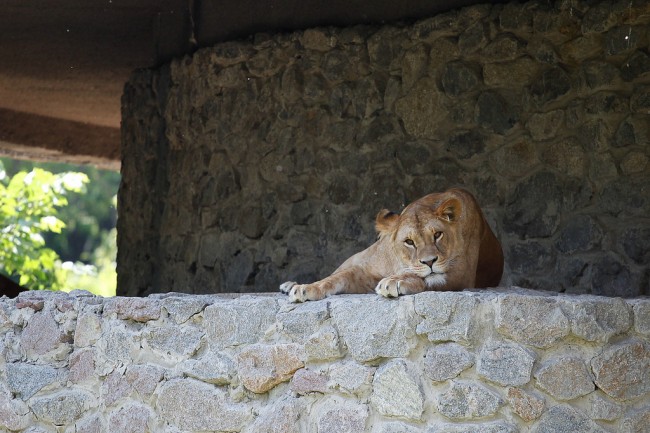 All the amazing animals you can see at the Kiev Zoo (PHOTOS) | BOOMSbeat