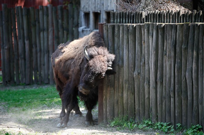 All the amazing animals you can see at the Kiev Zoo (PHOTOS) | BOOMSbeat