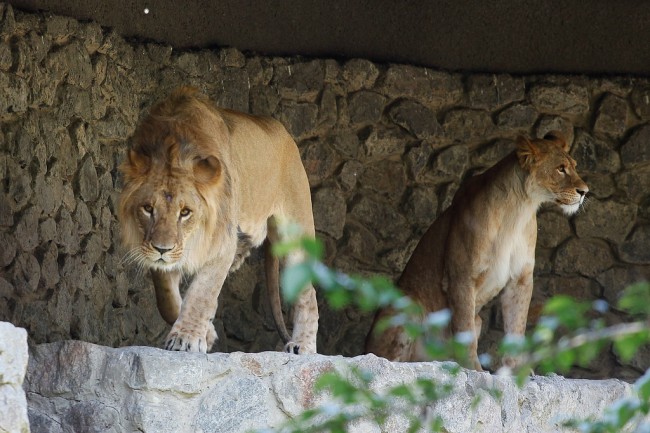 All the amazing animals you can see at the Kiev Zoo (PHOTOS) | BOOMSbeat