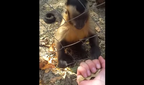 Cute Play With A Monkey And Dry Leaves Will Put A Smile On Your Face