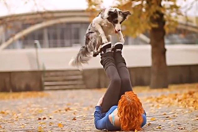 amazing-dog-tricks-dogs-can-learn-video-boomsbeat