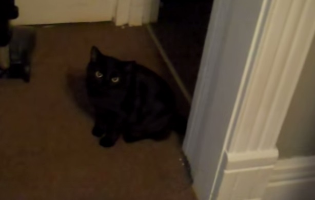 Cat waits for permission to eat (VIDEO) | BOOMSbeat