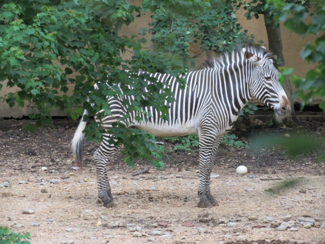 animal safari jackson ms