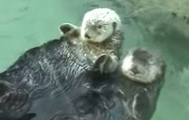 Two adorable otters holding hands (VIDEO) | BOOMSbeat