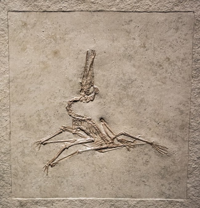 what is the most smallest dinosaur